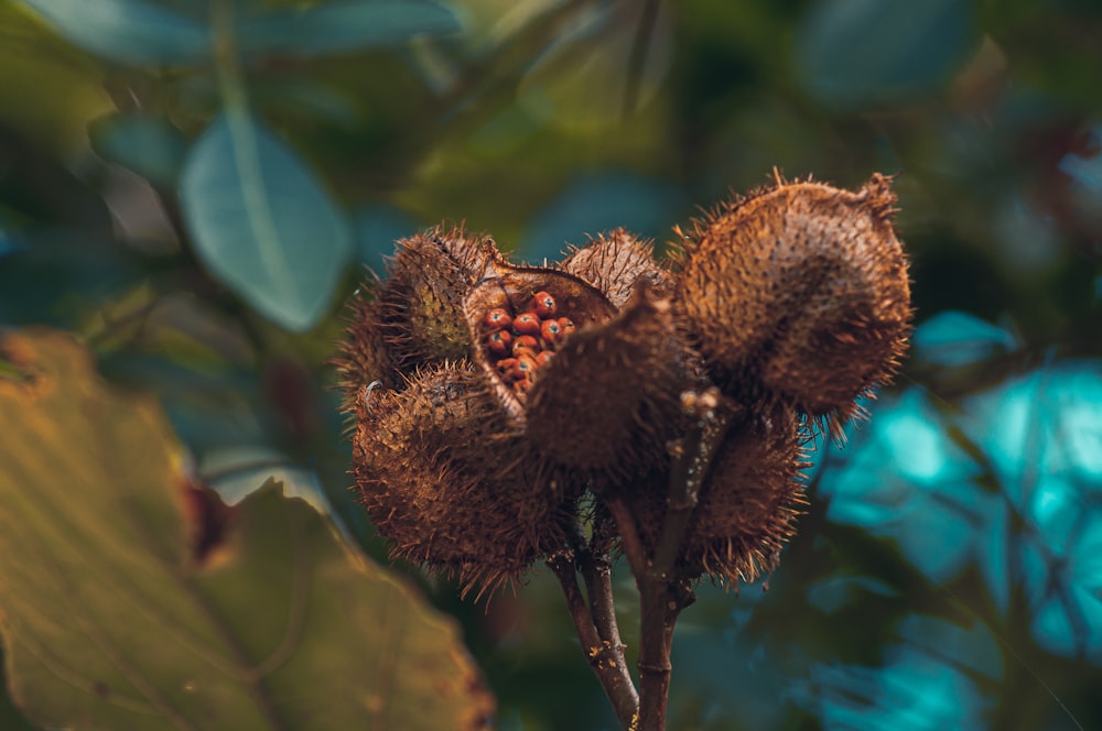 a close up of a flower with leaves in the background