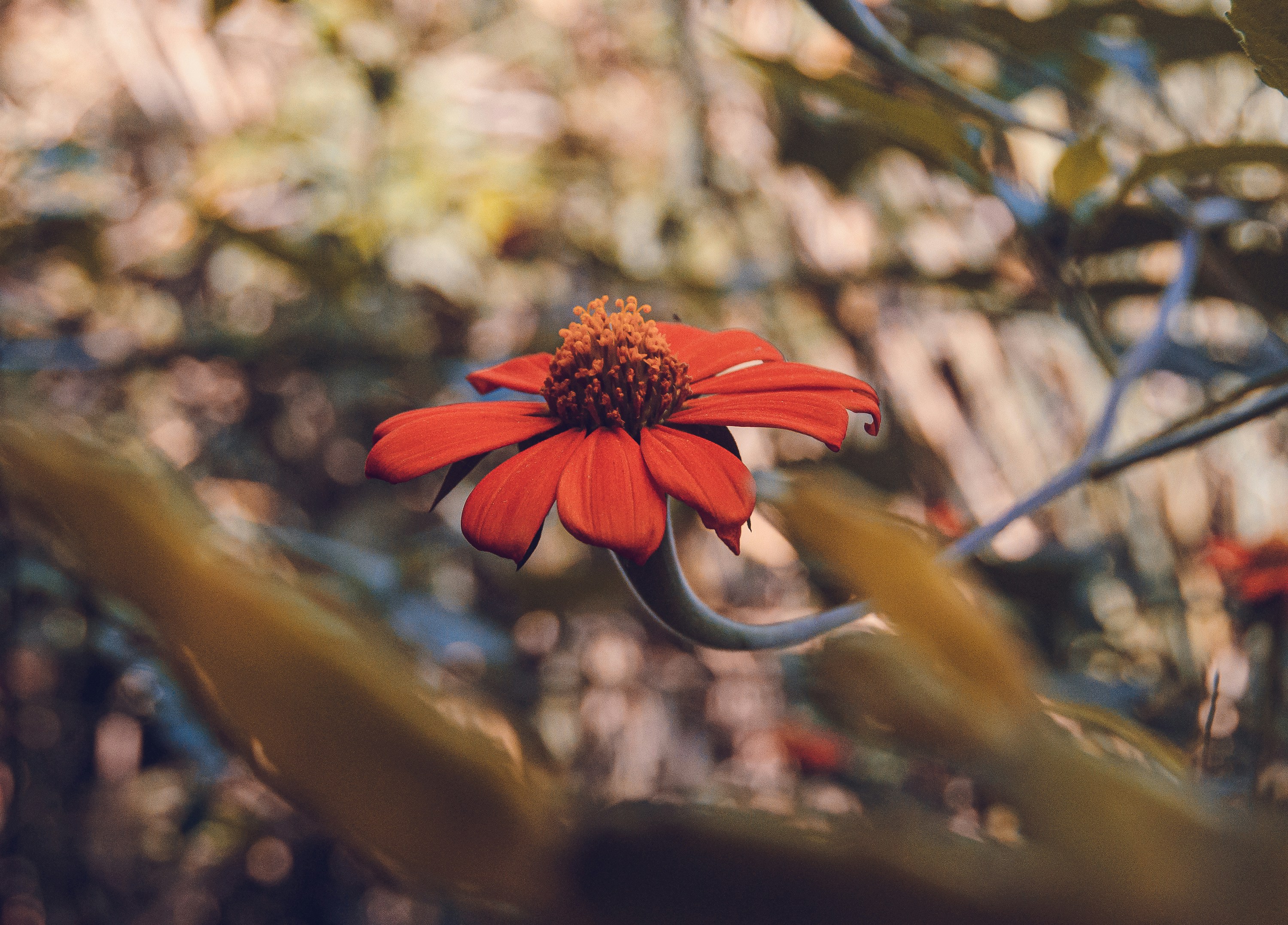 Photo by coelhoguilherme