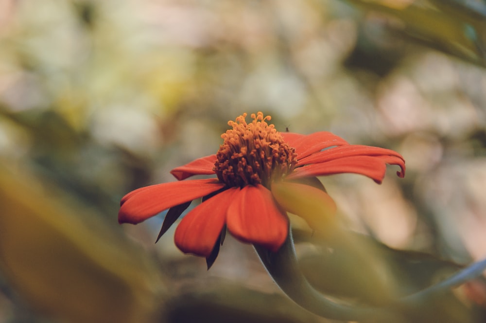 a red flower with a yellow center surrounded by green leaves