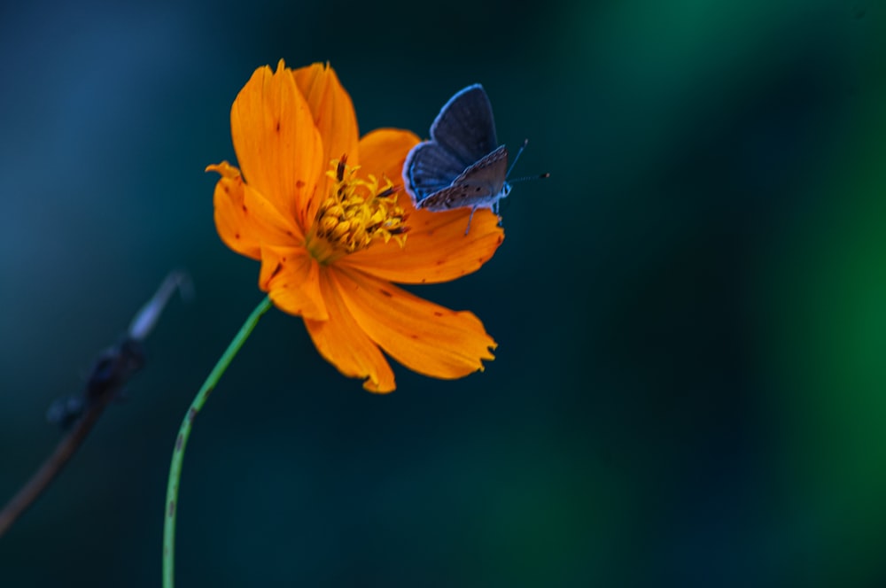 a blue butterfly sitting on an orange flower