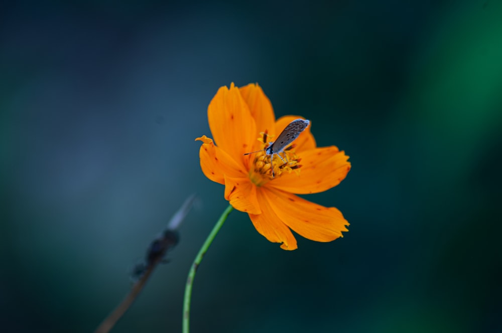 an orange flower with a bug on it