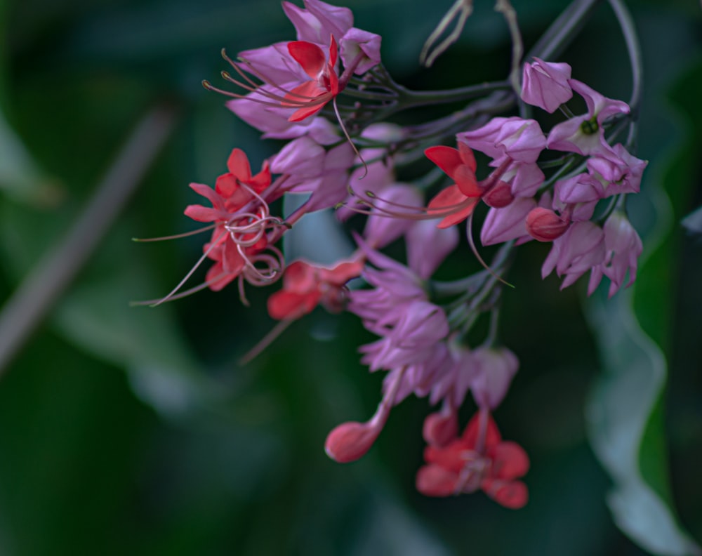 a bunch of red and purple flowers hanging from a tree