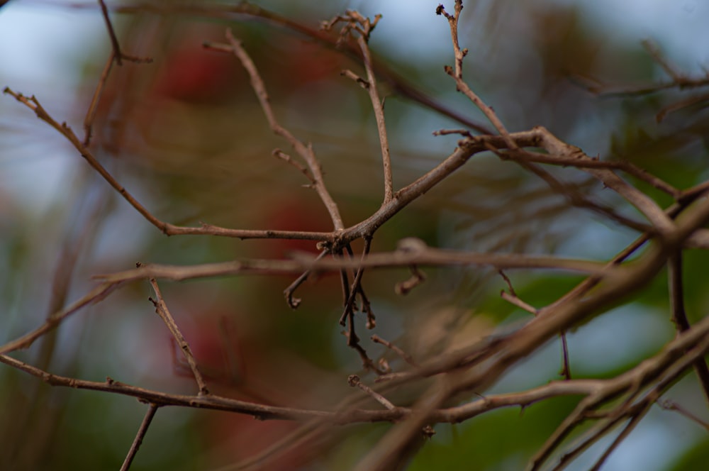 a small bird perched on top of a tree branch