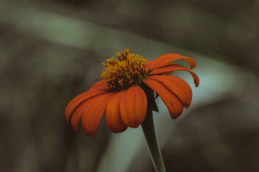 a close up of a flower with a blurry background