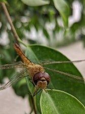 Close-up of a dragonfly perched on a green leaf with a soft blue sky background.