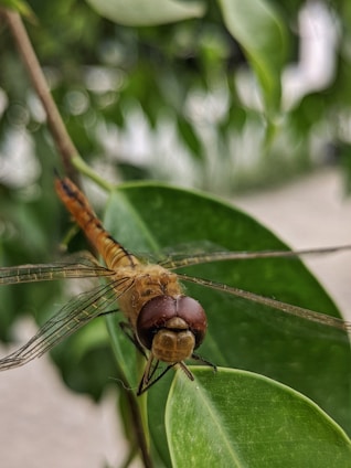 Close-up of a dragonfly perched on a green leaf with a soft blue sky background.