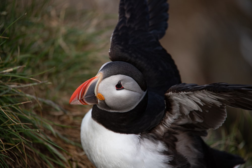 a black and white bird with a red beak