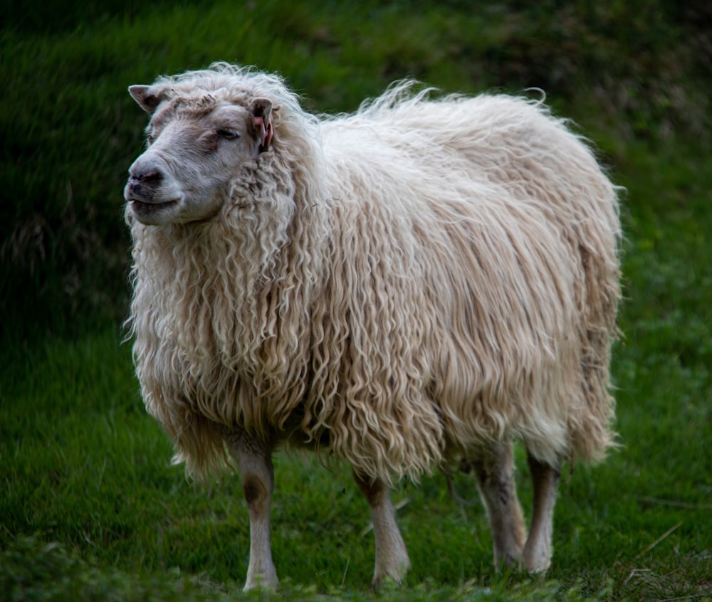 a shaggy sheep standing in a grassy field