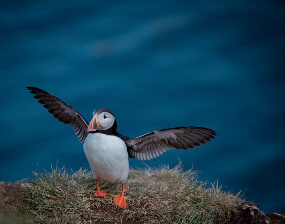 a bird with its wings spread on a cliff