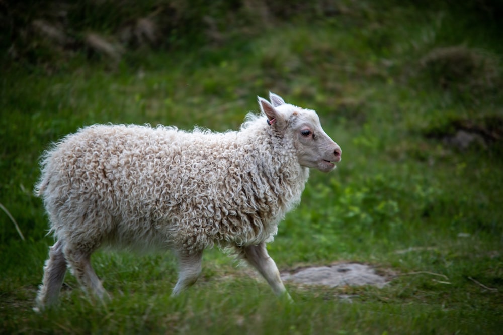 a sheep is walking in a grassy field