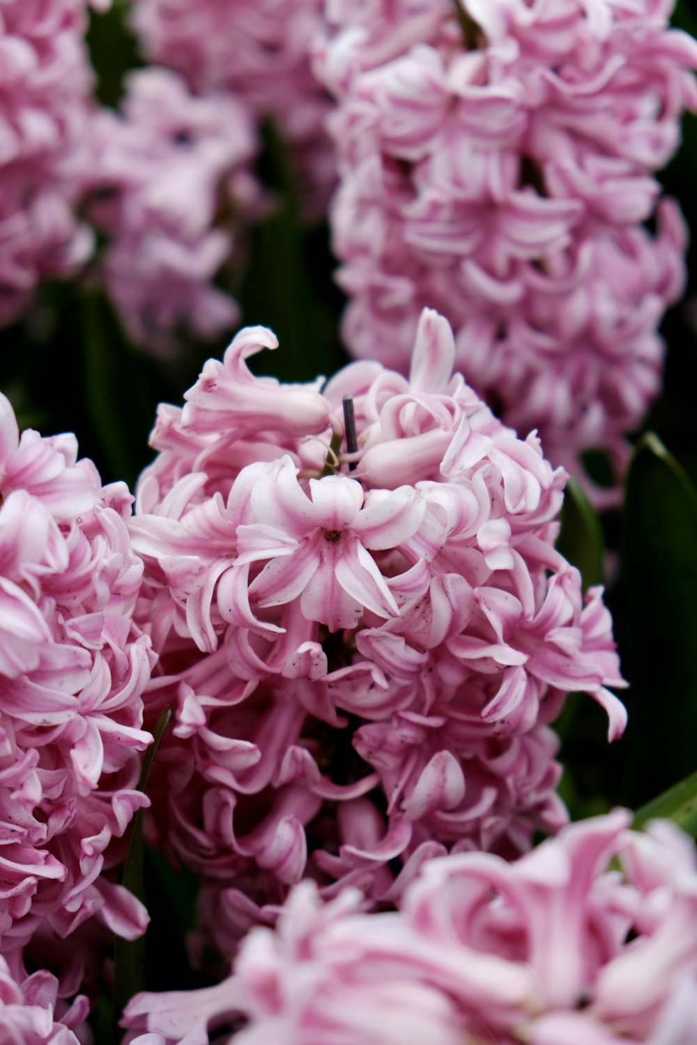 a close up of a bunch of pink flowers