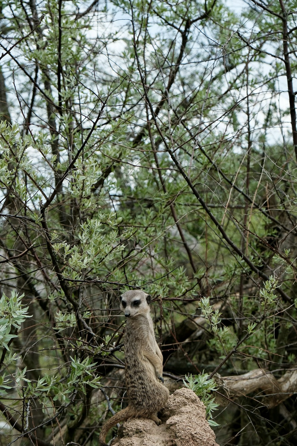 a small animal sitting on top of a rock