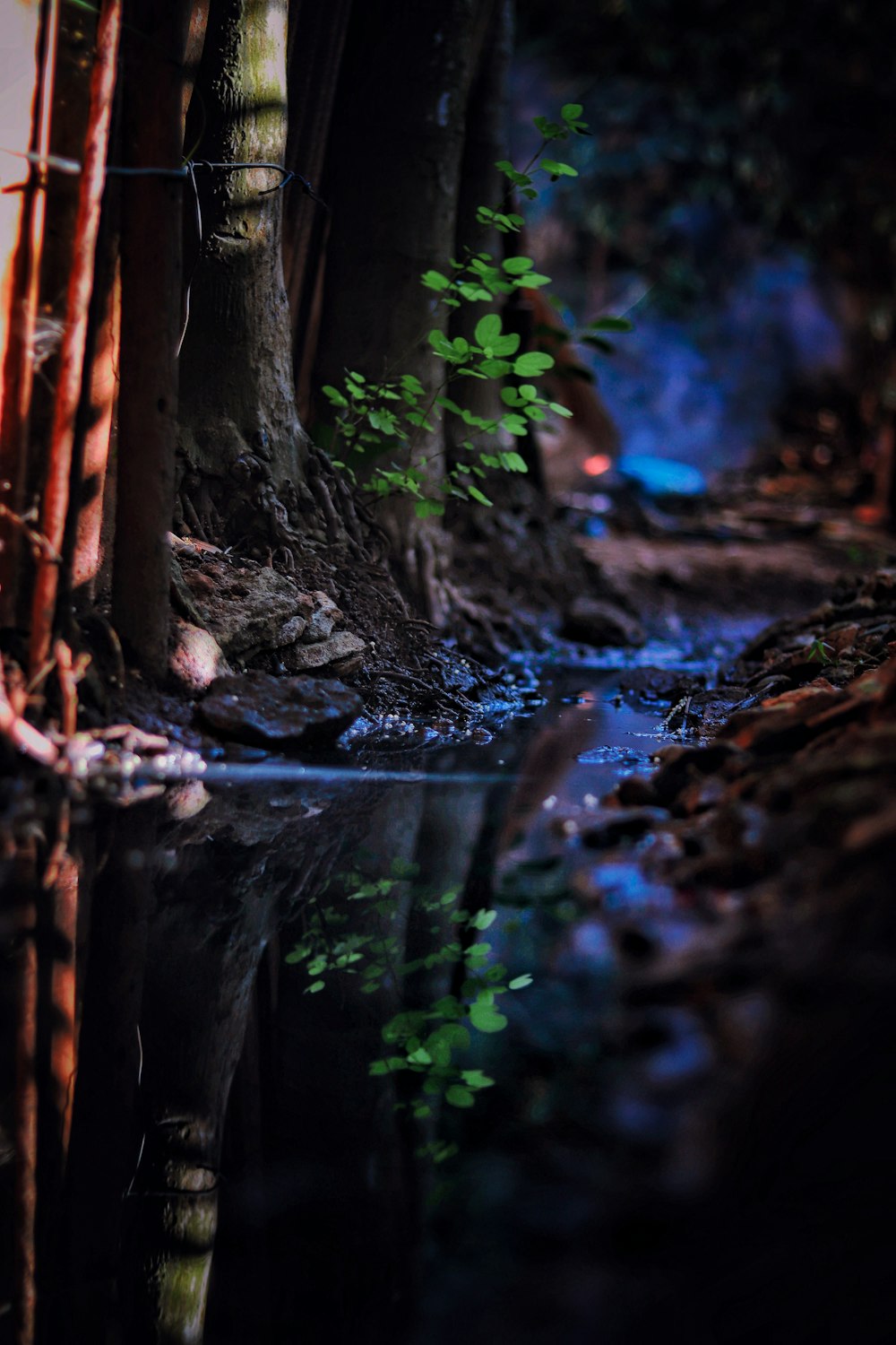 a stream running through a forest next to a forest