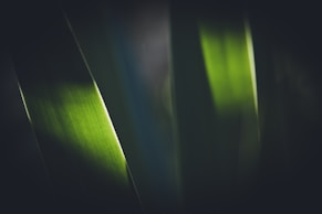 a close up view of a green leaf