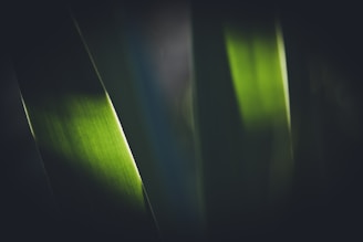 a close up view of a green leaf