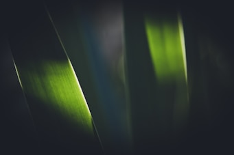 a close up view of a green leaf