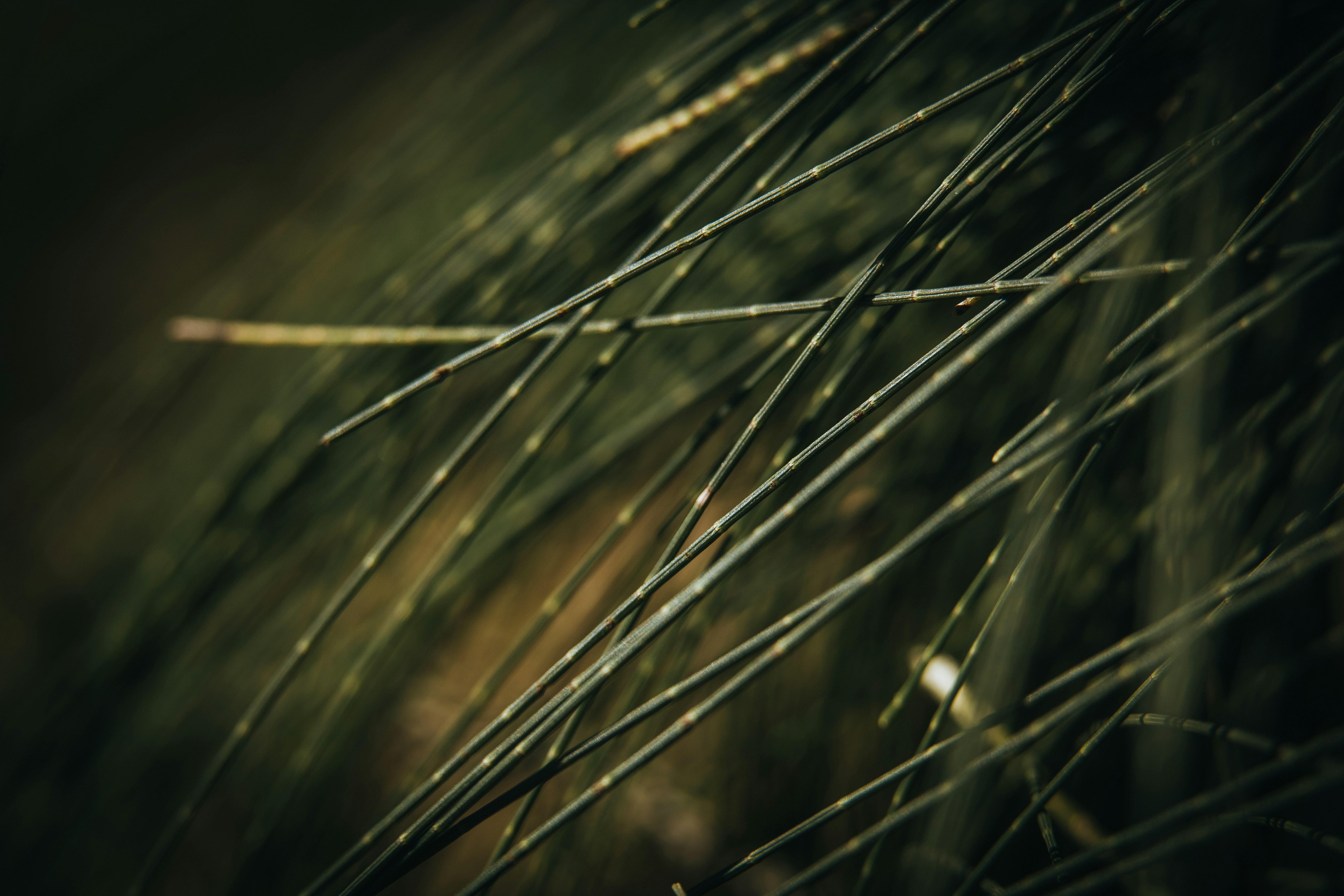 Photo by rrodriguesim