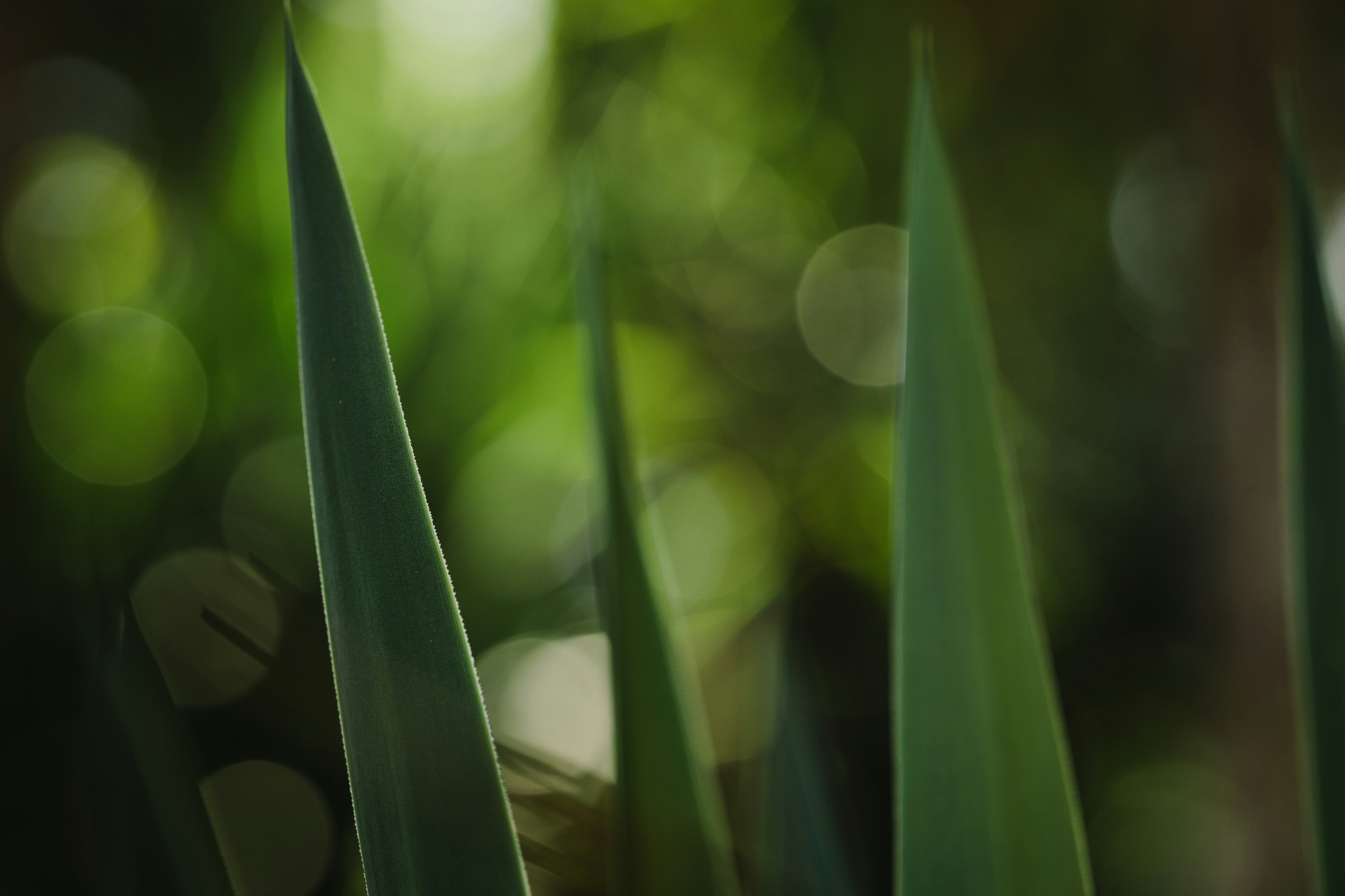 Photo by rrodriguesim