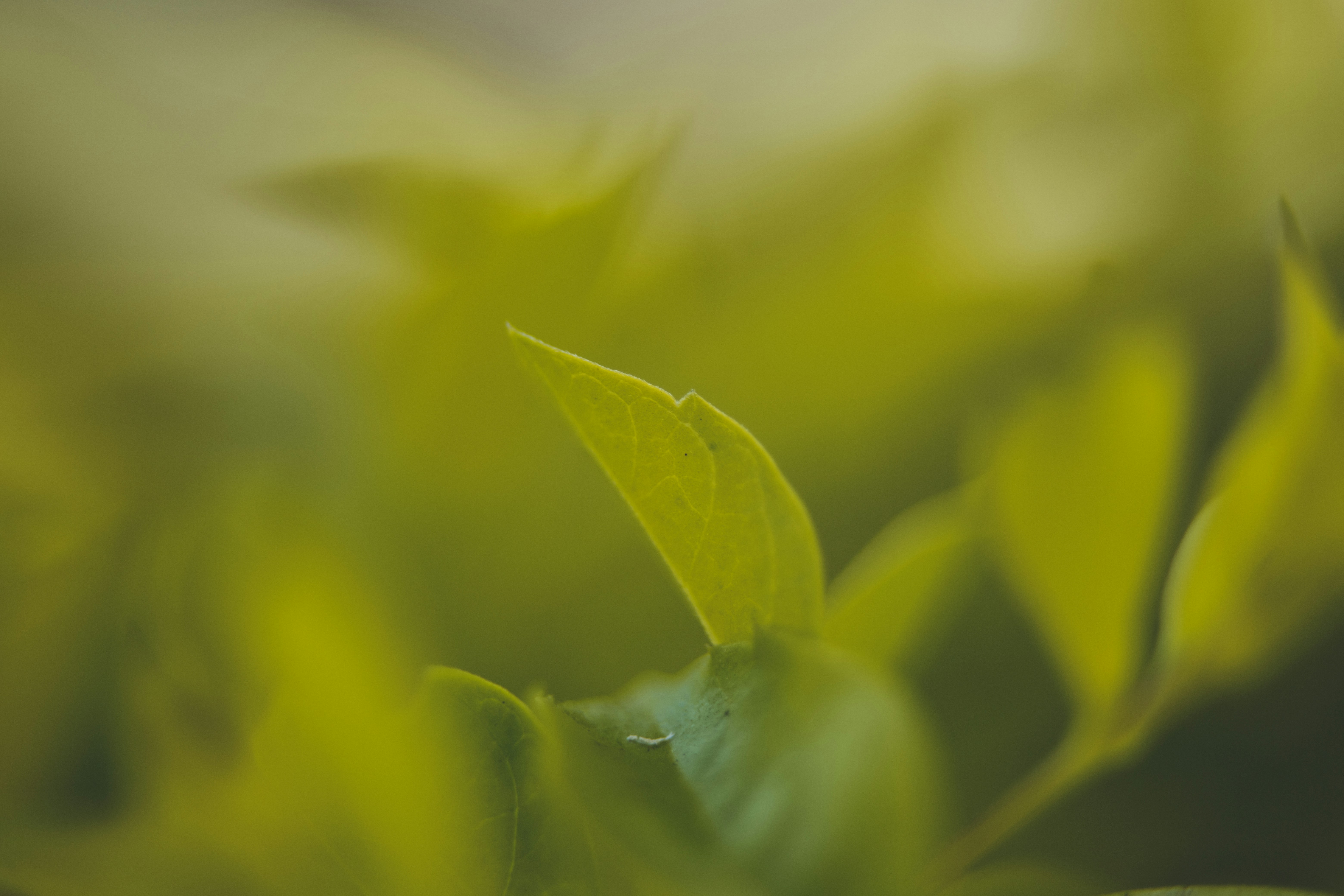 a close up of a green plant with leaves