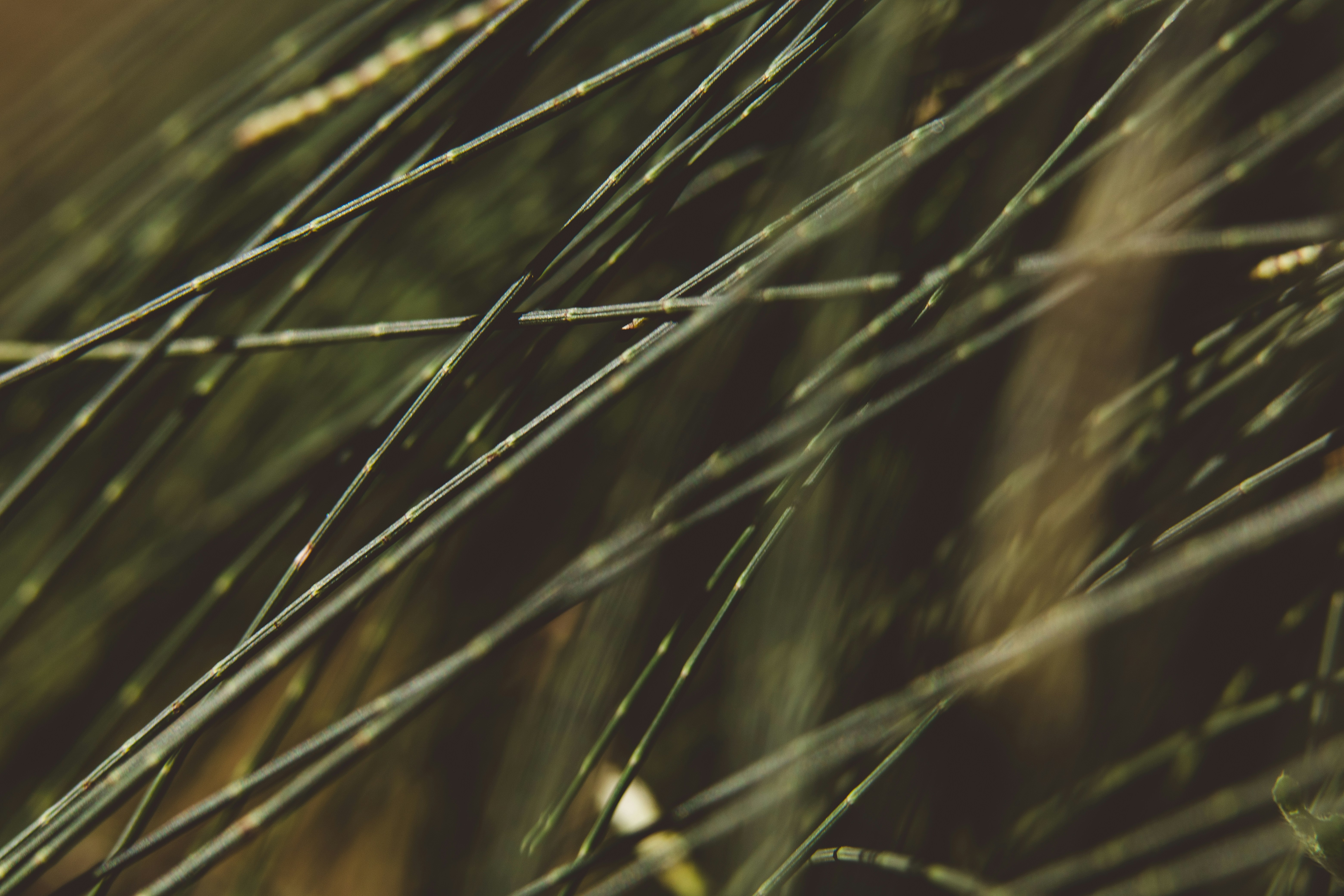 Photo by rrodriguesim