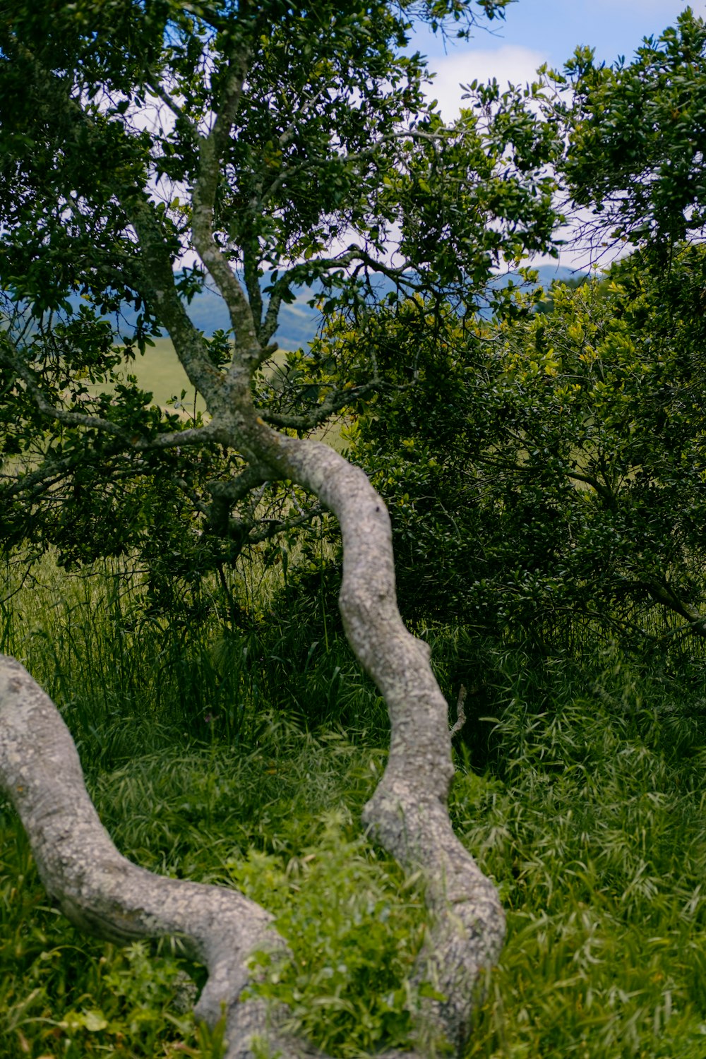 a tree that is bent over in the grass