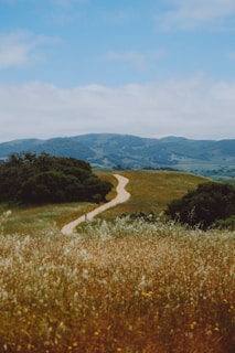 a person walking down a dirt road in the middle of a field