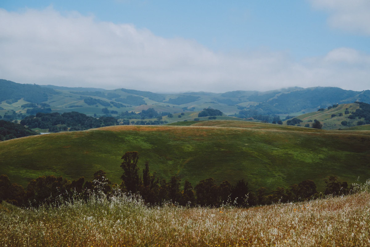 Green rolling hills and oak woodland in Sonoma County, with dry grass in front