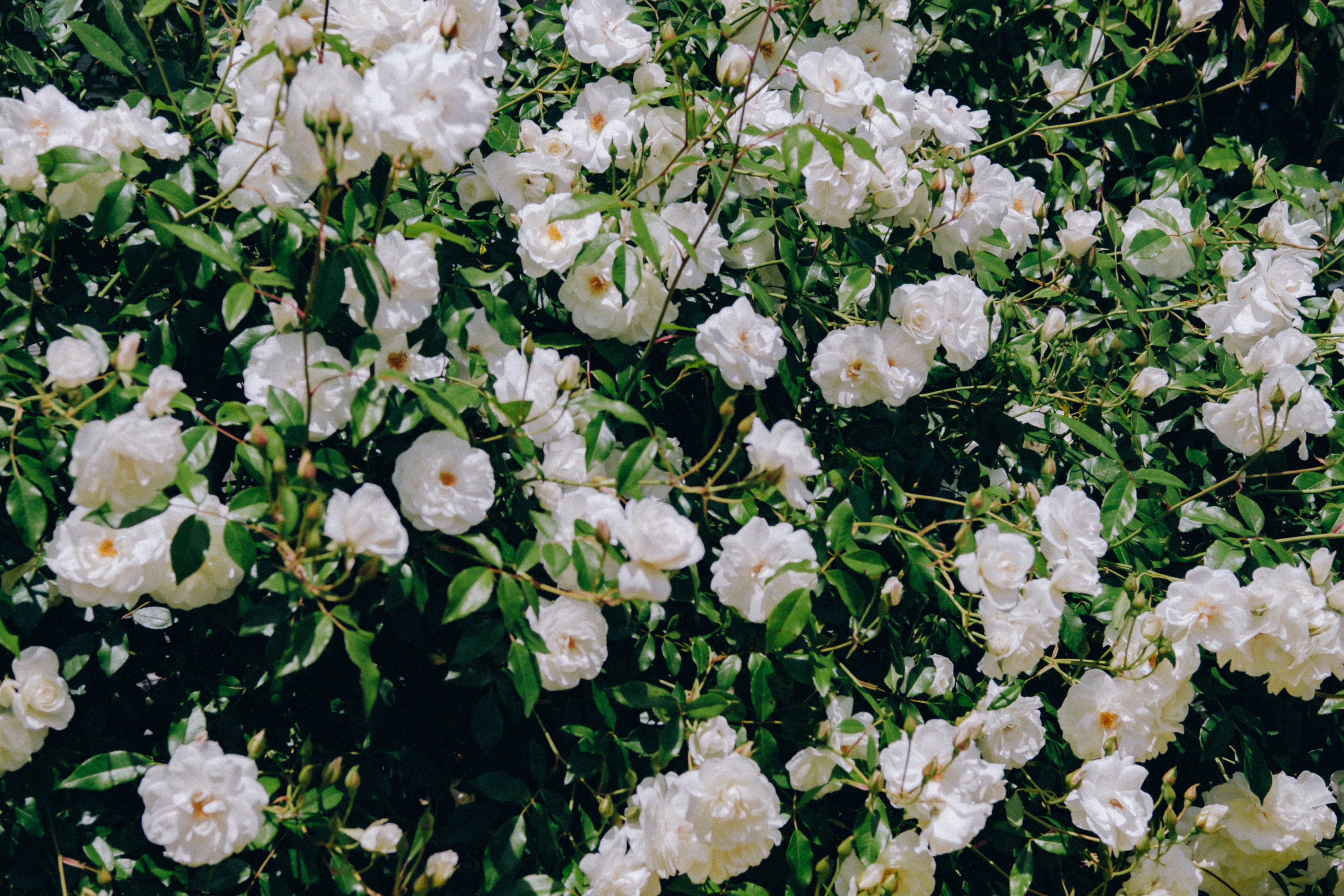 Photo by marsupialpudding