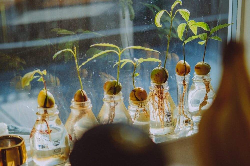 a window sill filled with glass bottles filled with plants