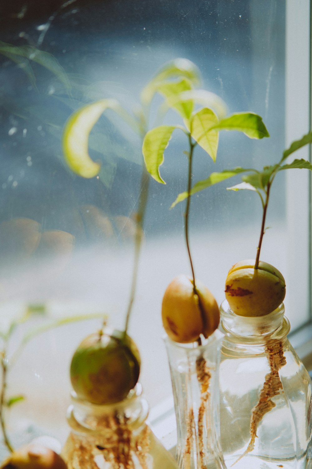 a plant in a glass vase sitting on a window sill