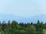 A vibrant green plantation landscape under a clear sky in Central Papua