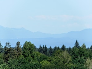 A vibrant green plantation landscape under a clear sky in Central Papua