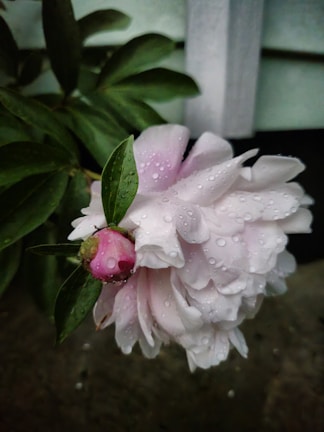 Close-up of a blooming flower with delicate water droplets.
