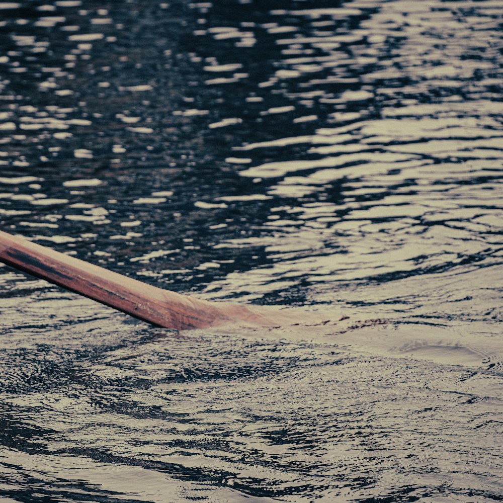 a paddle is floating in the water near the shore