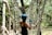 A person wearing a blue helmet and gloves is engaged in a rope course in a wooded area. The person appears to be carefully navigating through a suspended network of ropes, surrounded by trees with sunlight filtering through the leaves.