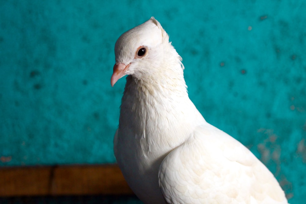 a close up of a white bird with a blue background