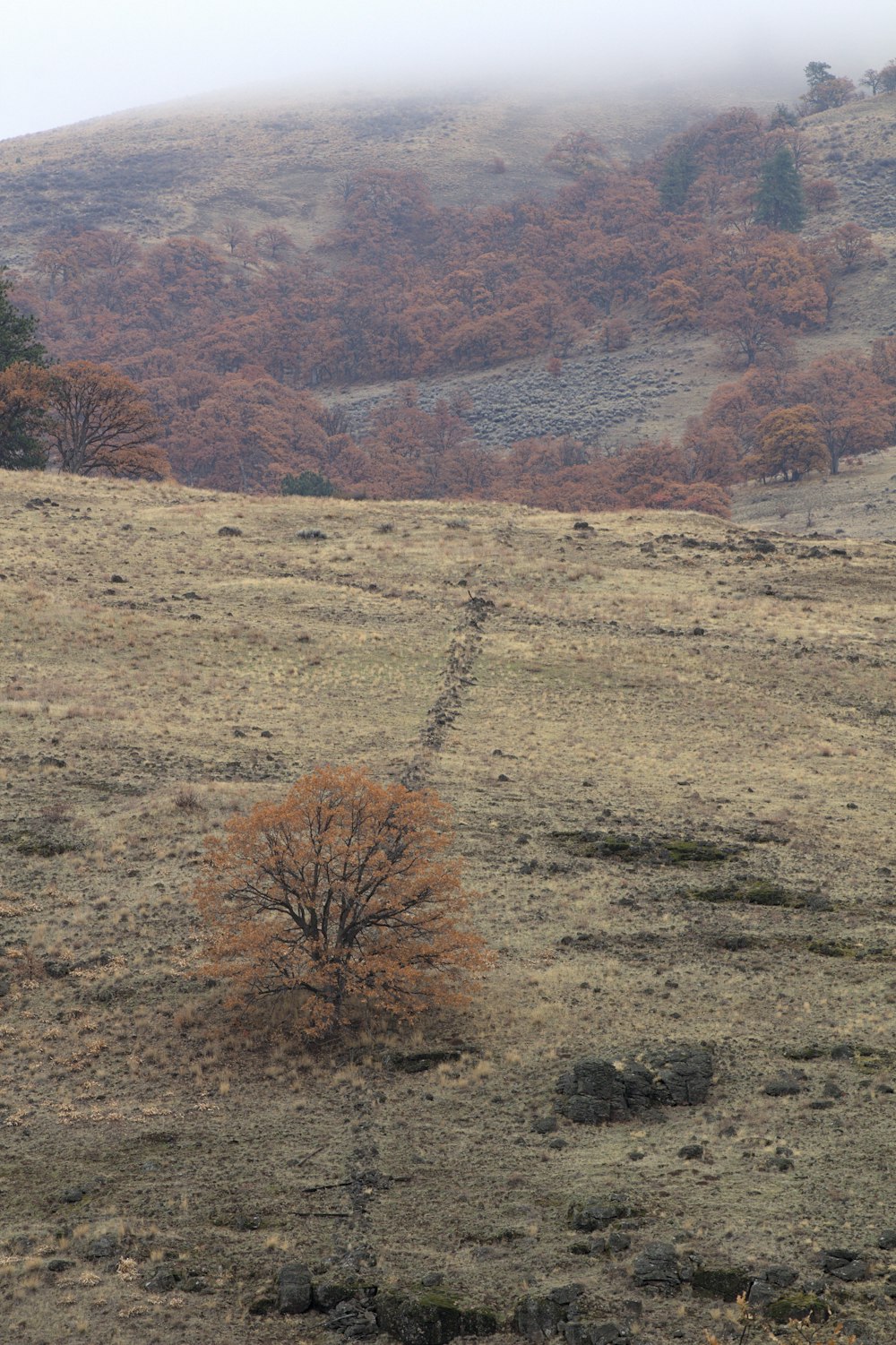 a lone tree stands in the middle of a field