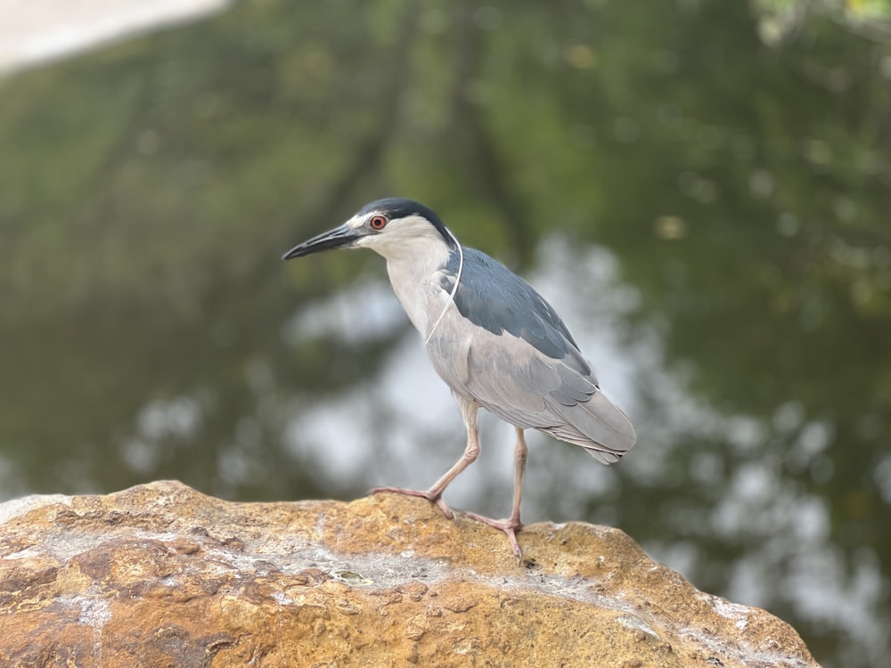 un uccello in piedi su una roccia vicino a uno specchio d'acqua