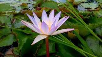 A whimsical illustration of Lírio surrounded by soft lavender and green leaves, inviting connection.