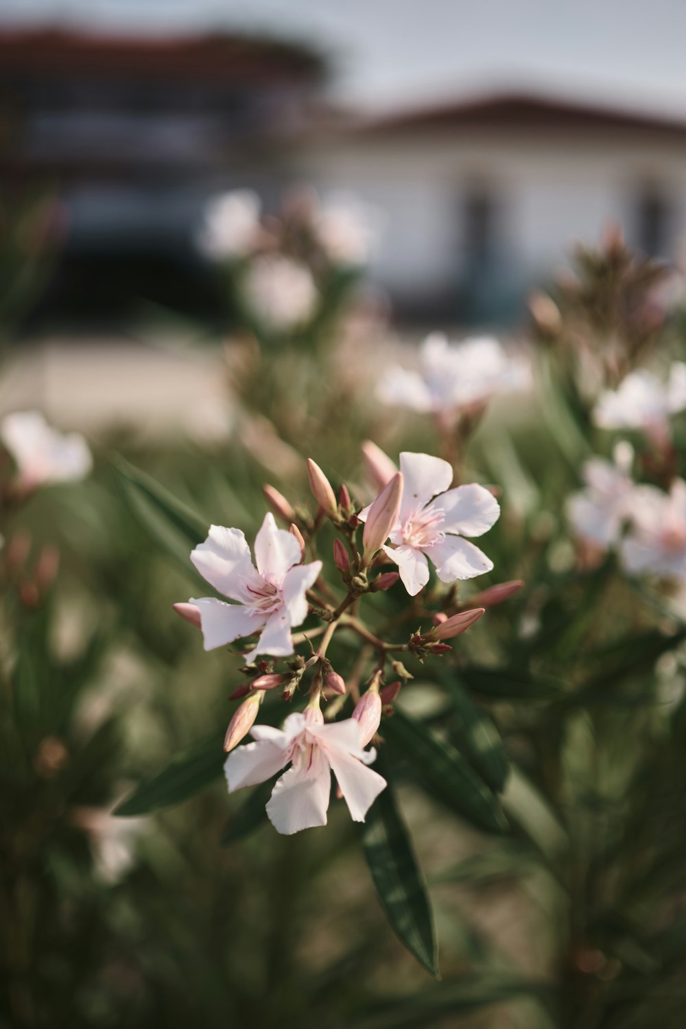 a close up of a flower with a building in the background