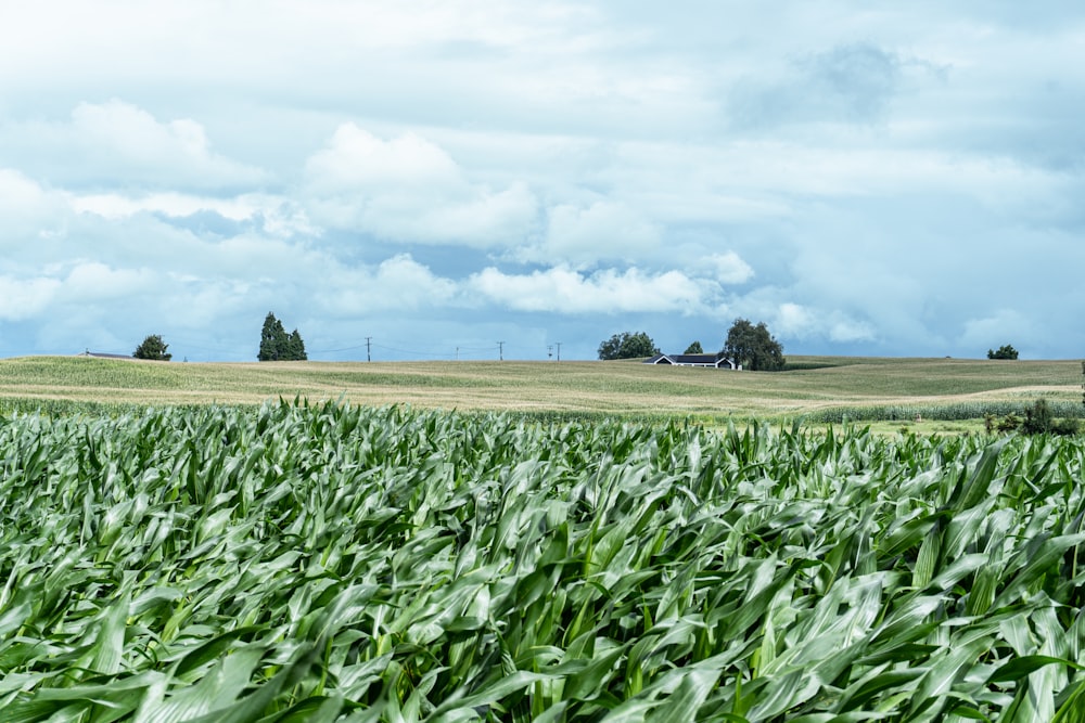 a field of green corn with a house in the distance