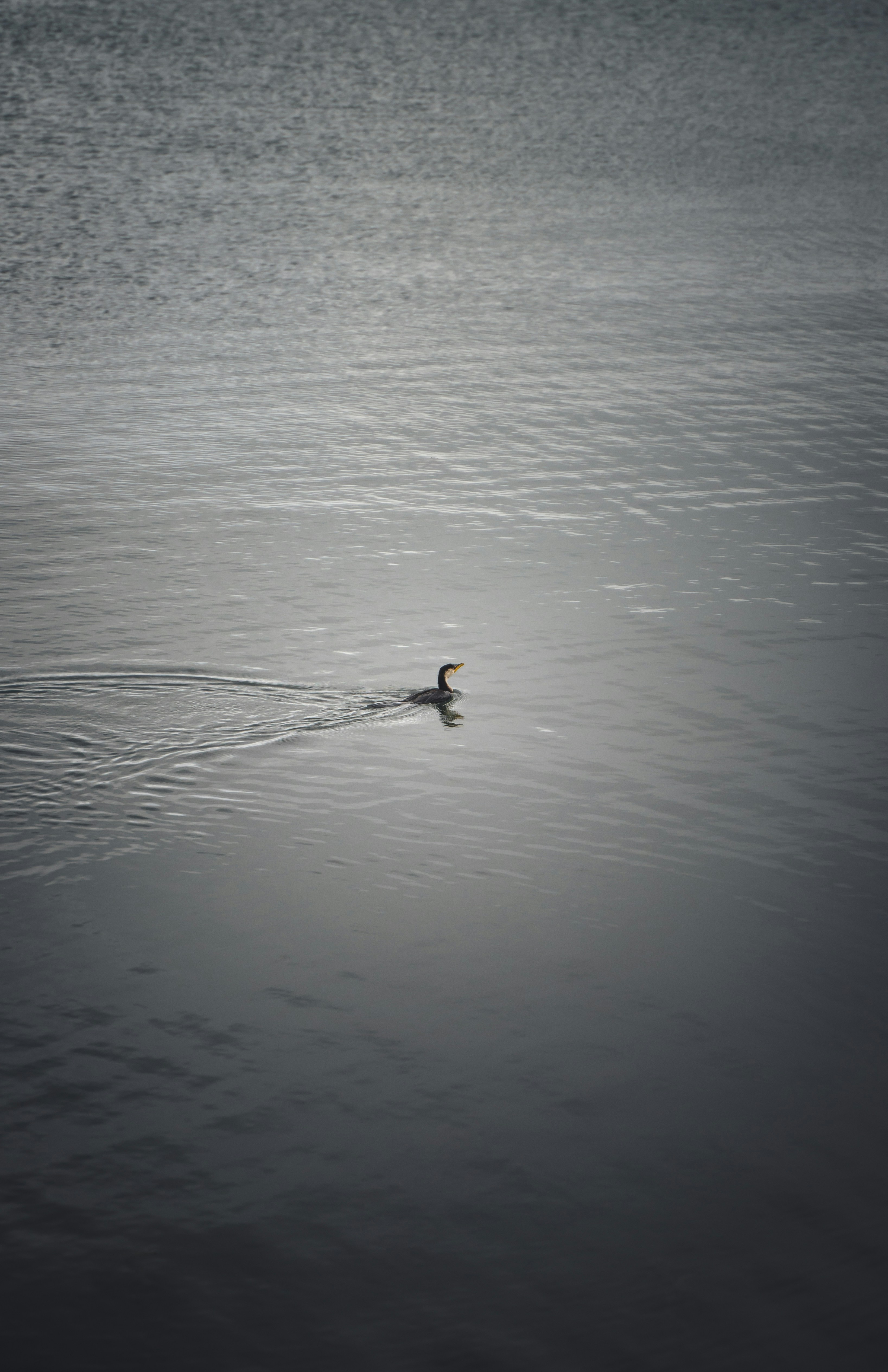 Photo by superxcalvin