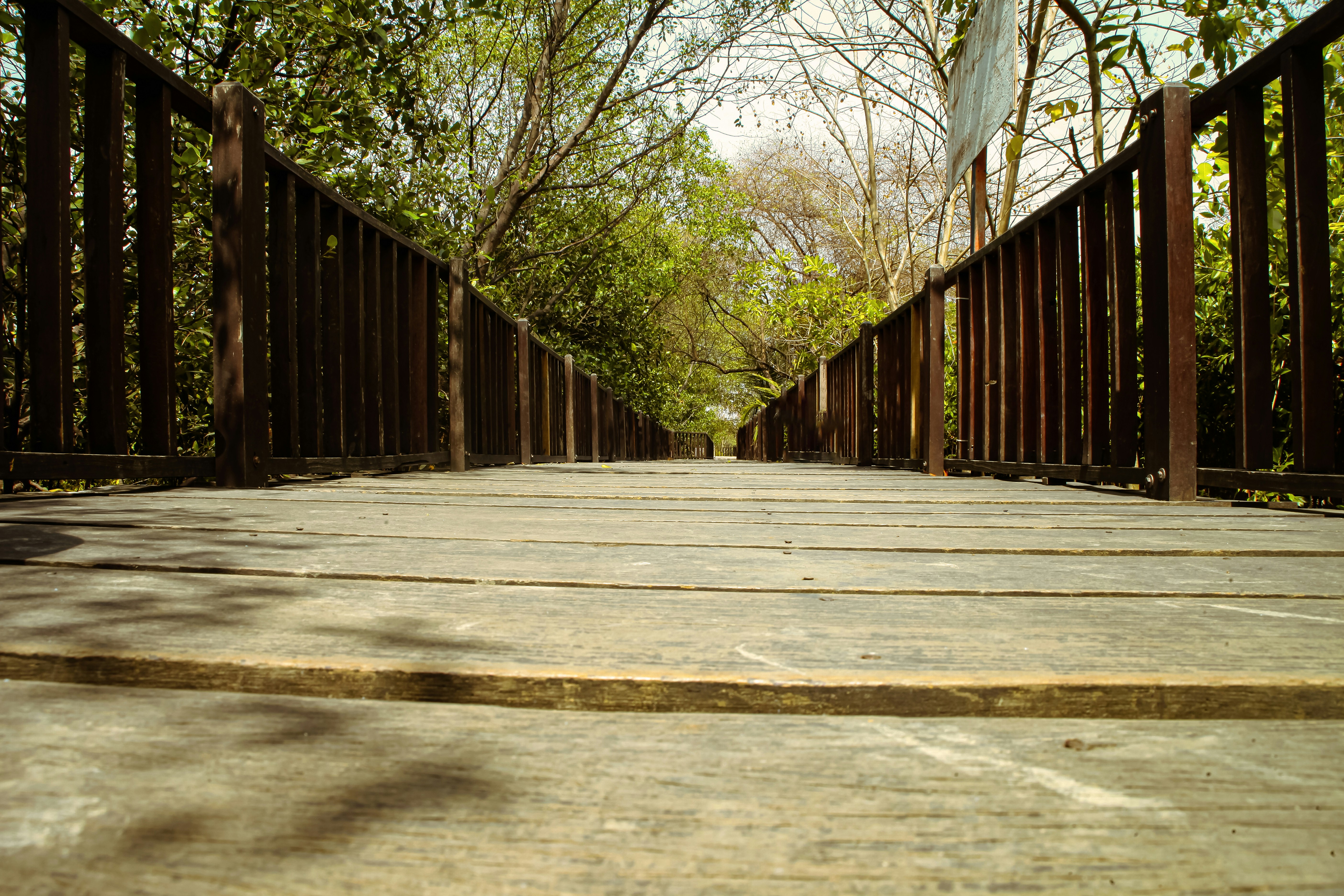 a wooden walkway surrounded by lots of trees