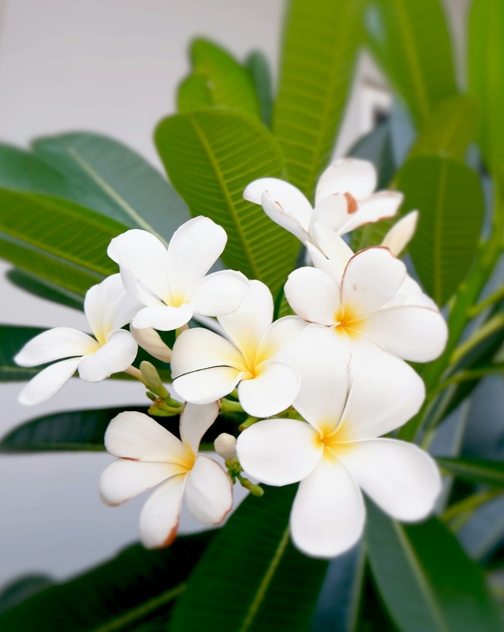 a bunch of white flowers with green leaves