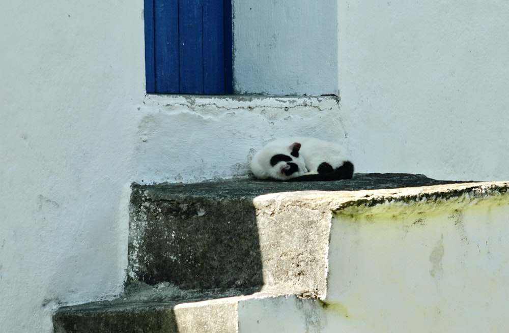 Un gato blanco y negro acostado en un escalón