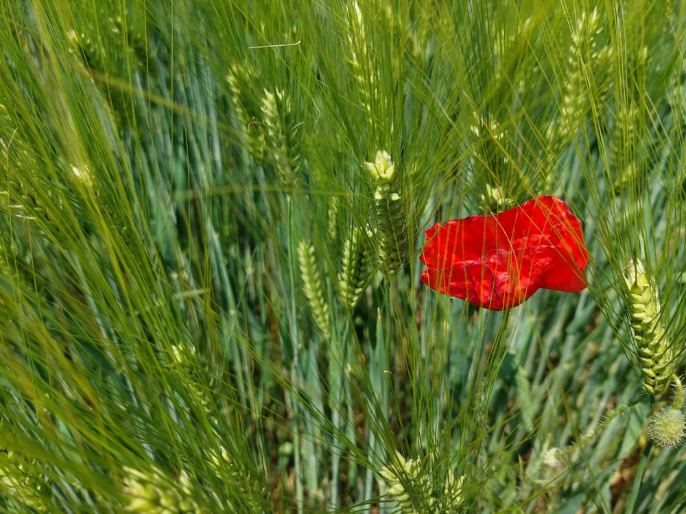 a red flower in a green field of grass