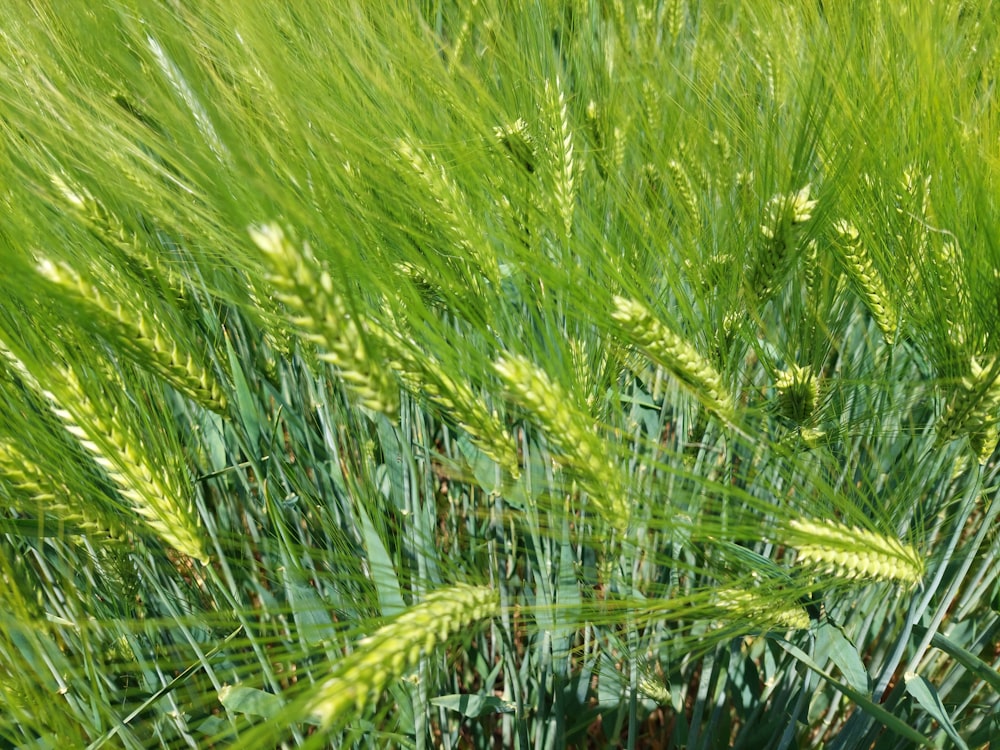 a close up of a field of green grass