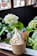 A cup of vanilla soft serve ice cream is placed on a wooden surface. The ice cream is swirled and decorated with a thin waffle biscuit. In the background, there are lush green leaves and white hydrangea flowers, adding a natural touch.
