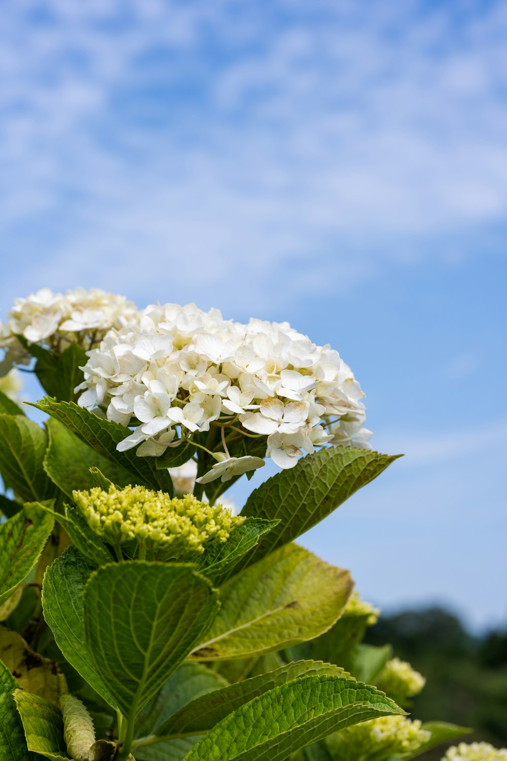 a bunch of white flowers with green leaves