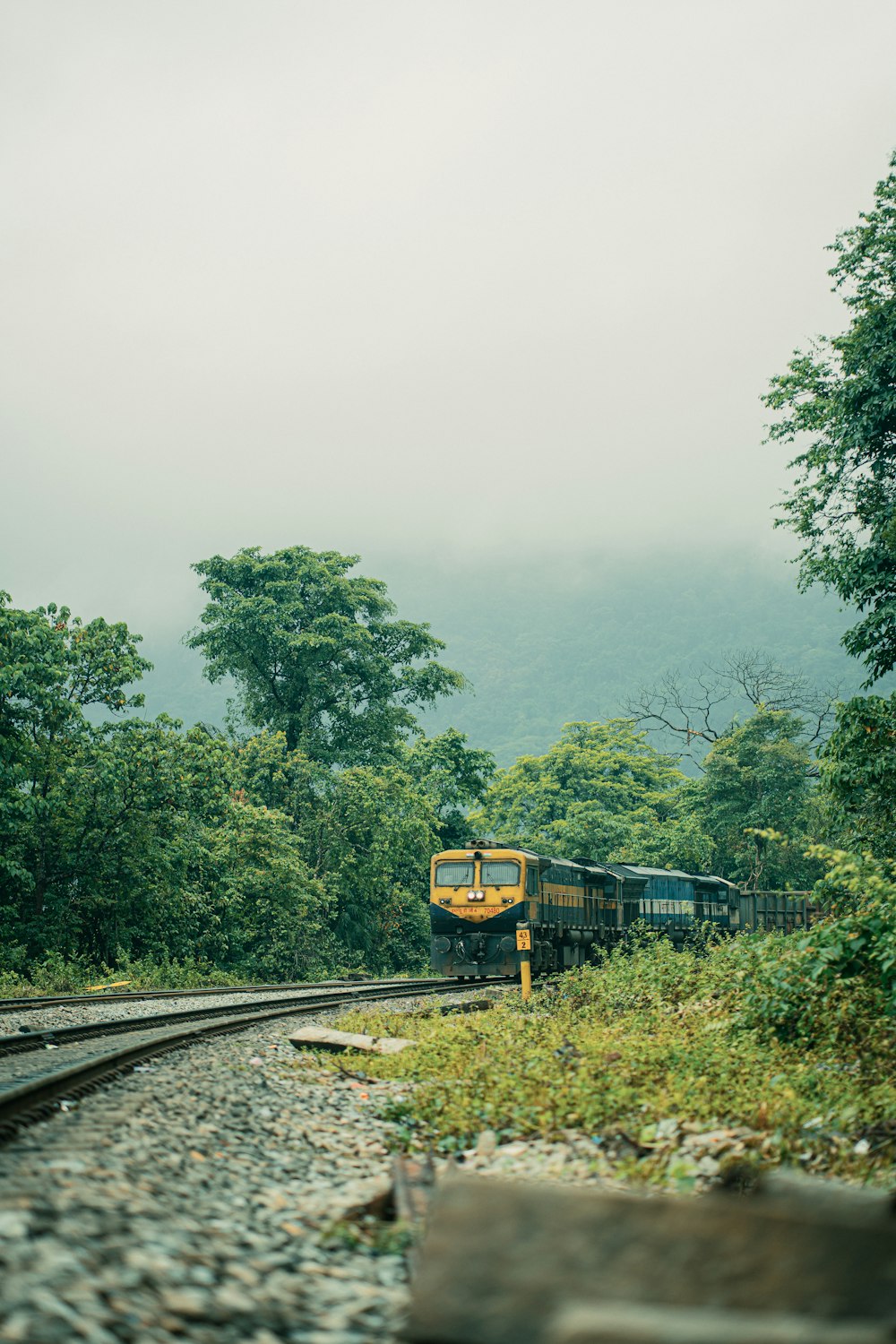 a train traveling through a lush green forest